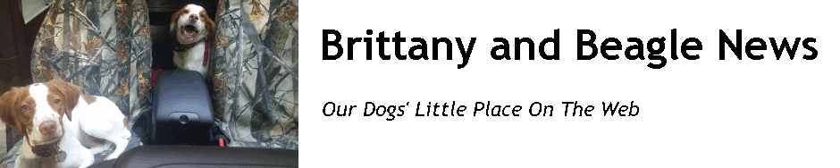 Brittany and Beagle News